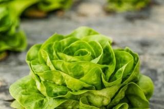 Types de salade : laitues, chicorées et jeunes pousses