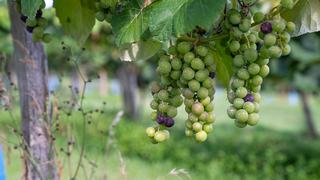 Aliments riches en polyphénols : où les trouver au quotidien