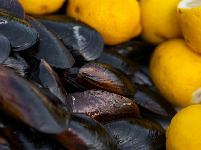 Moules vivantes et fraîches : guide complet d'achat et de cuisson