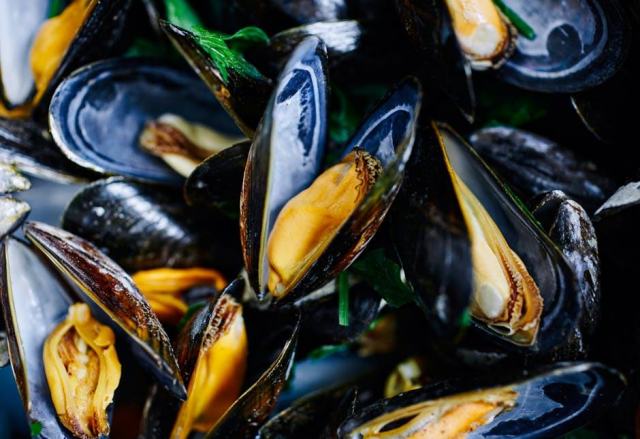 Moules vivantes et fraîches : guide complet d'achat et de cuisson