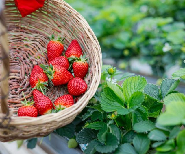 Ce que vous devez savoir sur fraise rabunda et manger trop de fraises