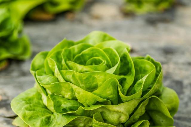 Quels sont les différents types de salade ?