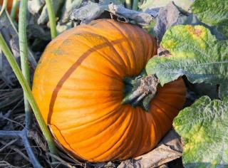 Potiron constipation : guide nutrition : guide pratique