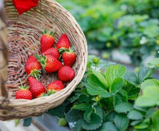 Fraise rabunda : guide nutrition : conseils nutrition
